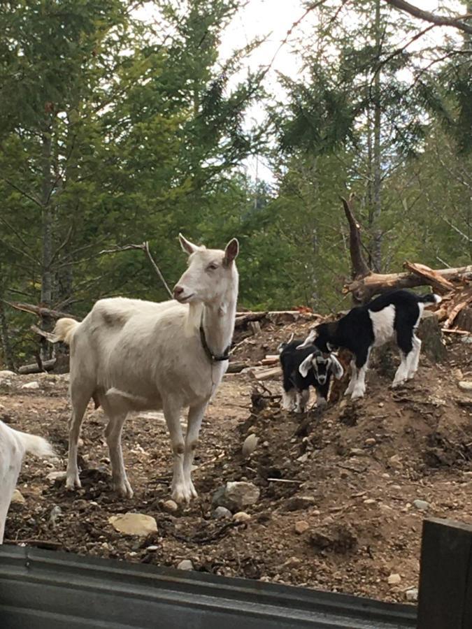Вилла Maple Heart Ranch Shawnigan Lake Экстерьер фото